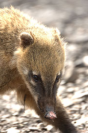 Picture 'Br1_0_01535 Coati, Brazil'